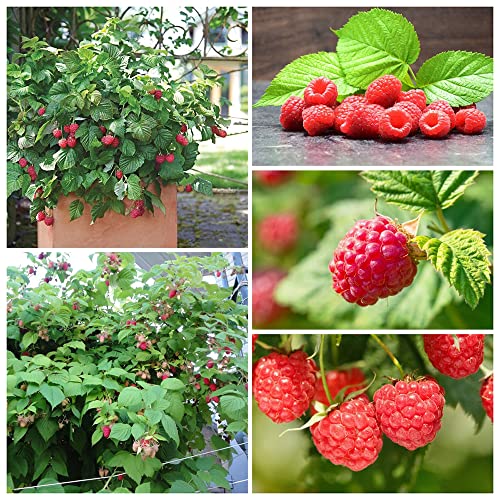 Himbeeren Pflanzen Bonsai Samen Obstbaum Obst Frisch Himbeere Bio Saatgut Gartenpflanzen Winterharte KüBelpflanzen Exotische Pflanzen Balkon Pflanzen Winterfest Pflanzensamen 100 Himbeeren Samen von BRKENT