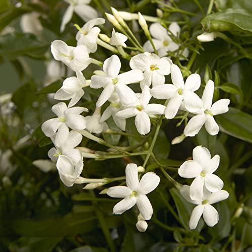 Jasmin Pflanze Duftend Winterhart Blumensamen Gartenpflanzen Winterhart MehrjäHrig Echter Duft Jasmin Pflanze Balkon Blumen Deko Kletterpflanzen Bonsai Samen Gartenblumen Geschenke 20 Jasmin Samen von BRKENT