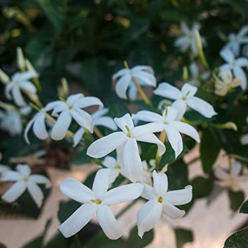 Jasmin Pflanze Winterhart Kletterpflanzen Schnellwachsend Blumensamen Gastgeschenk Echter Jasmin Pflanze Gartendeko FüR DraußEn Gartenpflanze Blumen Deko Sommerblumen Samen 10 Jasmin Samen von BRKENT