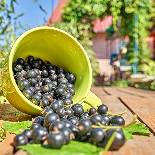 Johannisbeere Samen,Bonsai Baum,Johannisbeeren Pflanzen,Obst Samen,Baumsamen,Obst Frisch ObstbäUme Kaufen Winterharte Balkonpflanzen,Pflanzen Bodendecker Samen Winterhart 120 Seeds(Schwarz) von BRKENT