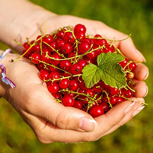 Johannisbeere Samen,Bonsai Baum,Johannisbeeren Pflanzen,Obst Samen,Baumsamen,Obst Frisch ObstbäUme Kaufen Winterharte Balkonpflanzen,SäUlenobstbäUme Garten Geschenk 250 Saatgut(Rot) von BRKENT