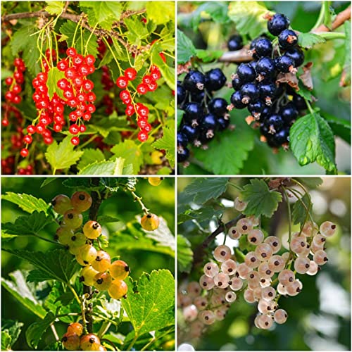 Johannisbeere Samen,Bonsai Baum,Johannisbeeren Pflanzen,Obst Samen,Baumsamen,Obst Frisch SäUlenobstbäUme Garten Geschenk,ObstbäUme Kaufen Winterharte Balkonpflanzen 20 Pflanzensamen(Mehrfarbig) von BRKENT