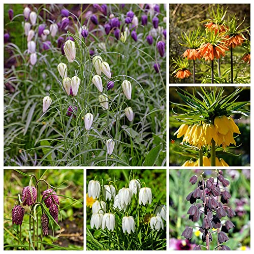 Kaiserkronen - Zwiebeln Blumenzwiebeln FrüHblüHer Blumen Deko Fritillaria Zierlauch Zwiebeln Winterhart MehrjäHrig Blumenzwiebeln Winterlinge Zwiebeln Wildblumen Garten Geschenk 5 Kaiserkronen Zwiebel von BRKENT