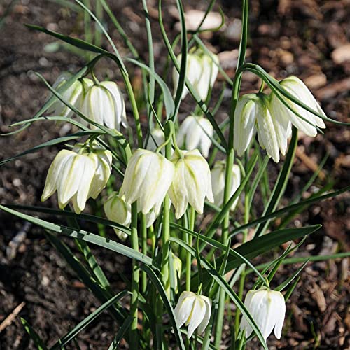 Kaiserkronen - Zwiebeln Gartendeko FüR DraußEn Blumen Zwiebeln Frisch Blumenzwiebeln MehrjäHrig Winterhart Stauden Bodendecker Fritillaria Winterharte Pflanzen Blumendeko 5 Kaiserkronen Zwiebel von BRKENT