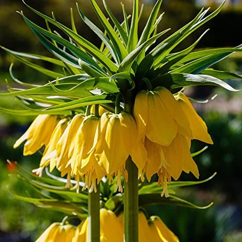 Kaiserkronen - Zwiebeln Zierlauch Zwiebeln Winterhart MehrjäHrig Blumenzwiebeln Gartenpflanzen Blumendeko Fritillaria Blumen Winterharte Pflanzen FüR Garten Gartenblumen 3 Kaiserkronen Zwiebel von BRKENT