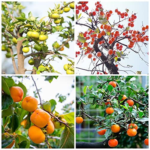 Kakibaum Winterhart Samen Kaki Pflanze Kaufen Obstbaum Bonsai Baum Obst Samen Exotische Pflanzen Stauden Kakibaum Kaufen Balkonpflanzen Bonsaibaum Baumsamen GäRtner Geschenke 100 Kakibaum Saatgut von BRKENT