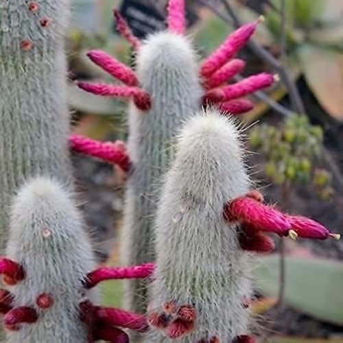 Kaktus Pflanze Samen Cleistocactus Strausii Pflanzen Garten Bodendecker Winterhart MehrjäHrig Cactus Pflanzen ZüChten Cactus Blossoms Winterharte KüBelpflanzen 250 StüCke von BRKENT