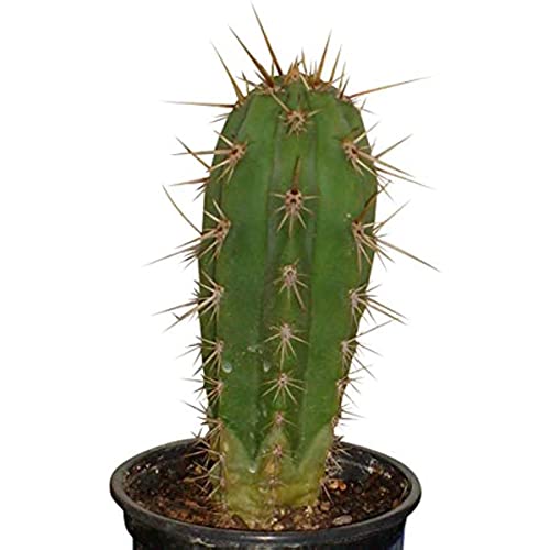 Kaktus Pflanze Samen Trichocereus Pachanoi Pflanzen Samen Indoor Exotische Pflanzen Bonsai Zimmerpflanze Cactus Mini Kakteen Pflanzentopf Balkongarten Kaktus 50 StüCke von BRKENT