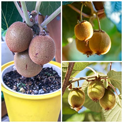 Kiwi Samen Kiwibeeren Pflanze Bonsaibaum Pflanzensamen Kiwibeere Bio Saatgut Kiwi Pflanze Winterhart MehrjäHrig Balkonpflanzen Obst Frisch Baumsamen SäUlenobst Exotische Pflanzen 100 Kiwibeeren Samen von BRKENT