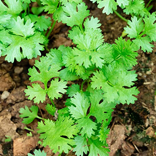 Koriandersamen Kräutergarten Gemüse Samen Kräuter Stauden Winterhart Mehrjährig Stauden Bonsai Samen Exotische Koriander Pflanze Gemüsesamen Kräutersamen Garten Geschenk 500 Koriander Samen von BRKENT