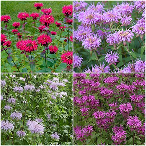 KräUterpflanzen-Monarda Didyma Samen Goldmelisse,KräUtersamen,Bodendecker,Blumensamen, KüChenkräUter Samen Gartenpflanzen Winterhart MehrjäHrig 200 Saatgut(Mehrfarbig) von BRKENT