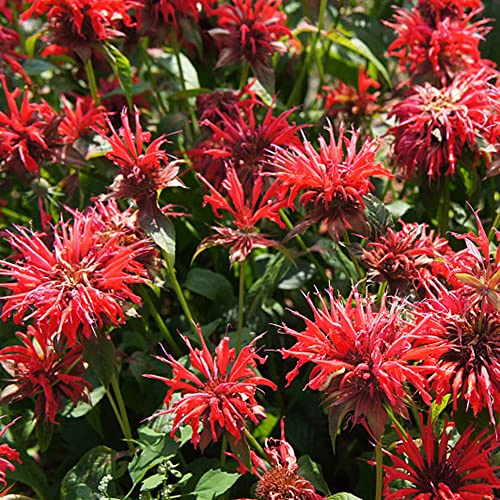 KräUterpflanzen-Monarda Didyma Samen Goldmelisse,KräUtersamen,Bodendecker,Blumensamen, Winterharte Pflanzen FüR Garten Bio Saatgut KräUtersamen Pflanzen 500 Saatgut(Rot) von BRKENT