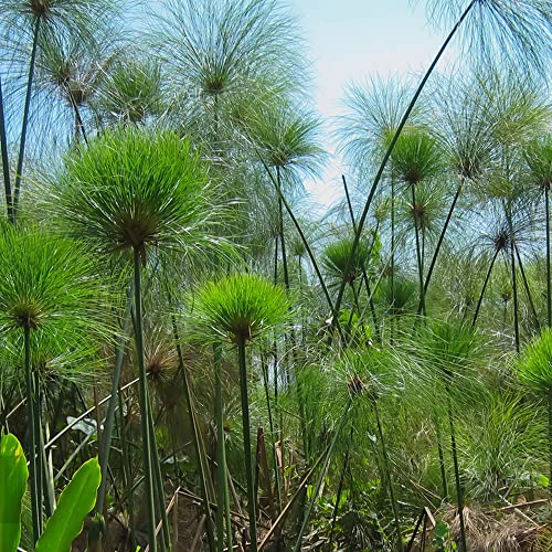 KräUterpflanzen Wasserpflanzen-Cyperus Papyrus Samen Echter Papyrus Balkon Bodendecker Winterhart Bodendecker Pflanzen Winterhart Balkonpflanzen 150 Seeds(GrüN) von BRKENT