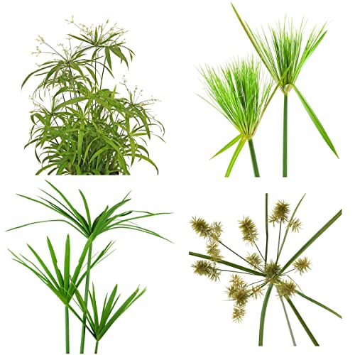 KräUterpflanzen Wasserpflanzen-Cyperus Papyrus Samen Echter Papyrus Gartenpflanzen Winterhart MehrjäHrig Geschenk FüR GäRtner 100 Pflanzensamen(GrüN) von BRKENT