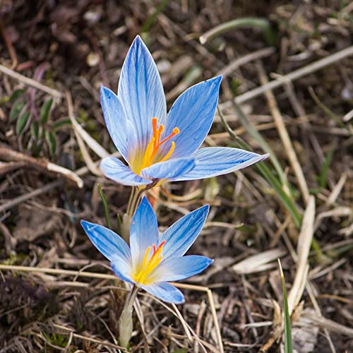 Krokusse Zwiebeln Winterhart MehrjäHrig Blumenzwiebeln Deko Blumen Balkon Pflanzen Zierlauch Zwiebeln Gartenpflanzen Exotische Winterharte KüBelpflanzen 10 Safran Krokus Zwiebeln Blau von BRKENT