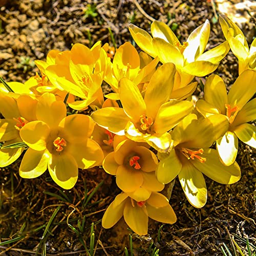 Krokusse Zwiebeln Winterhart MehrjäHrig Blumenzwiebeln Deko Blumen Balkon Pflanzen Zierlauch Zwiebeln Gartenpflanzen Exotische Winterharte KüBelpflanzen 2 Safran Krokus Zwiebeln Gelb von BRKENT