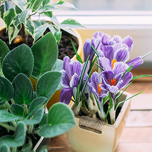 Krokusse Zwiebeln Winterhart MehrjäHrig Blumenzwiebeln Deko Blumen Balkon Pflanzen Zierlauch Zwiebeln Gartenpflanzen Exotische Winterharte KüBelpflanzen 8 Safran Krokus Zwiebeln Violett Gestreift von BRKENT