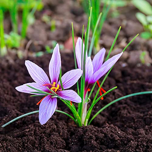 Krokusse Zwiebeln Winterhart MehrjäHrig Blumenzwiebeln Deko Blumen Balkon Pflanzen Zierlauch Zwiebeln Gartenpflanzen Exotische Winterharte KüBelpflanzen 8 Safran Krokus Zwiebeln Violett von BRKENT