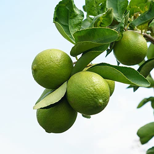 Lemon Tree Zitronenbaum Samen Bonsai Lemontree Obstbaum Hochbeet Obst Samen Winterharte Pflanzen FüR Garten Zimmerpflanze Baumsamen Minigarten Winterschutz Zitronenbaum Bio 20 Limetten Saatgut von BRKENT