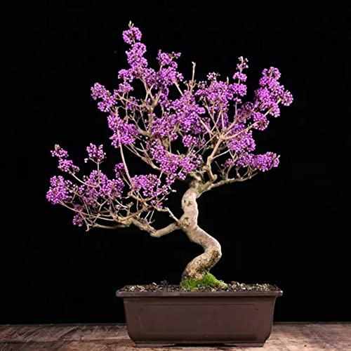 Liebesperlenstrauch Bonsai Samen Winterharte SträUcher Schnell Wachsende Violett Blumensamen Liebesperlenstrauch Winterhart BlüHende SträUcher Gartendeko FüR DraußEn Balkonpflanzen 100 StüCke von BRKENT