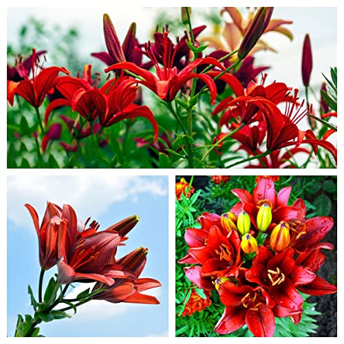 Lilien Zwiebeln Winterhart MehrjäHrig Blumenzwiebeln Stauden Schmucklilie Winterhart Gartendeko FüR DraußEn Balkonpflanzen Lily Blumen Deko Winterharte Pflanzen FüR Garten 3 Riesenlilien Zwiebeln von BRKENT