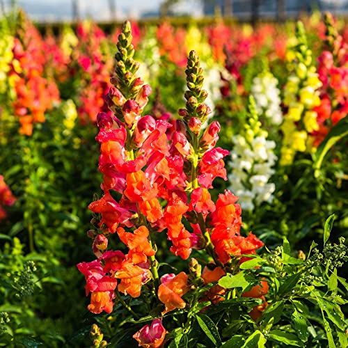 LöWenmäUlchen Samen Blumen Gartendeko FüR DraußEn Blumensamen Gastgeschenk Blumenwiese Samen MehrjäHrig Winterhart Bodendecker Bienenwohl Wildblumen Blumendeko LöWenmäUlchen Pflanze 100 Saatgut von BRKENT