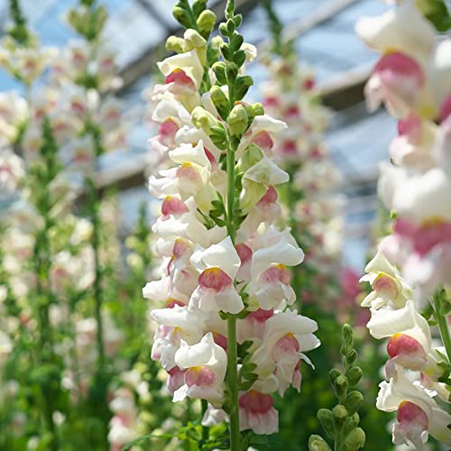 LöWenmäUlchen Samen Pflanze Wildblumensamen MehrjäHrig Winterhart Blumensamen LöWenmäUlchen Saatgut Schmetterlingsgarten Blumen Deko Wohnzimmer Balkon Bonsai Samen Balkonpflanzen 100 Pflanzensamen von BRKENT