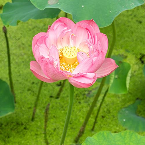 Lotus Samen Lotusblume Teichpflanzen Wasserpflanzen Blumensamen Exotische Pflanzen Bonsai Samen Winterharte Pflanzen FüR Garten Balkon Blumen Deko Pflanzensamen GäRtner Geschenke 20 Lotus Saatgut von BRKENT