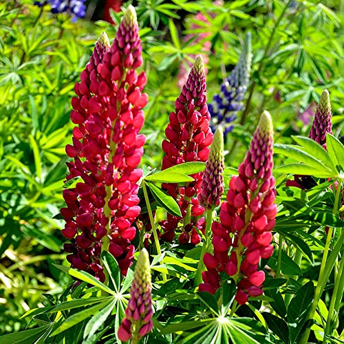 Lupinensamen Balkonblumen Bodendecker Winterhart Mehrjährig Stauden Zimmerpflanzen Samen Lupinen Bienenweide Saatgut Mehrjährig Wildblumensamen Winterhart Pflanzen 200 Lupinen Saatgut von BRKENT