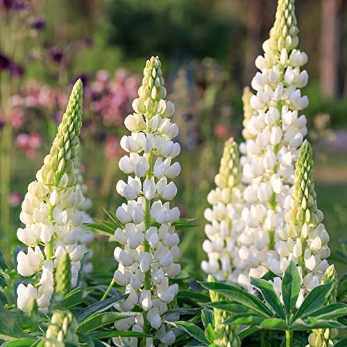 Lupinensamen Gartenpflanzen Winterhart Mehrjährig Bodendecker Lupine Wildblumensamen Exotische Samen Blumensamen Gastgeschenk Lupinen Winterharte Pflanzen Für Garten 200 Lupinen Saatgut von BRKENT