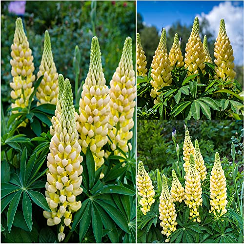 Lupinensamen Stauden Winterhart Mehrjährig Bodendecker Lupinen Pflanzen Blumen Geschenk Blumensamen Mehrjährig Winterhart Gartenpflanzen Lupine Blumensamen Balkon Gastgeschenk 100 Lupinen Saatgut von BRKENT