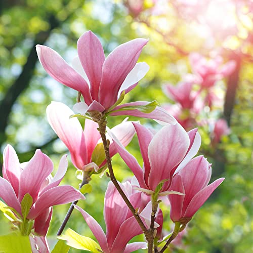 Magnolienbaum Winterhart Bonsai Baum Blumensamen Balkon Pflanzen Zimmerpflanzen Winterharte Pflanzen FüR Garten Nachhaltige Geschenke Magnolienbaum Im Topf Bonsai Samen Magnol 30 Magnolien Samen von BRKENT