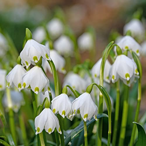 MaiglöCkchen Zwiebeln Zierlauch Winterhart MehrjäHrig Frisch Blumenzwiebeln Bodendecker Dekoblumen Gartenblumen Blumenstrauß Balkon Pflanze Blumen Winterharte KüBelpflanzen Geschenk 10 StüCk von BRKENT