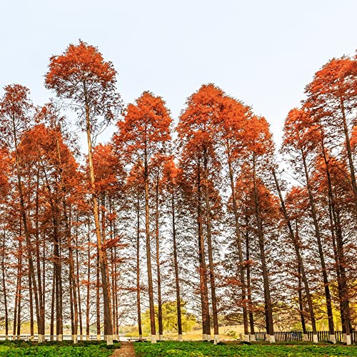 Mammutbaum Samen Baum Extrem Winterharte KüBelpflanzen Exotische Hochbeet Samen ImmergrüNe Pflanzen Winterhart Stauden Baumsamen Mammutbaum Pflanze Bonsaibaum Pflanzensamen 50 Mammutbaum Saatgut von BRKENT