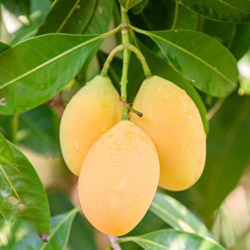 Mango Samen Obst Frisch Obstbaum SäUlenobstbäUme ObstbäUme Kaufen Baumsamen Bonsaibaum Bio Saatgut Zimmerpflanze KüBelpflanzen Baum Balkonpflanzen Pflanzen Winterhart Exotische Samen 10 StüCke von BRKENT