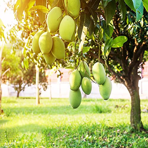 Mango Samen SäUlenobst BäUme Garten Winterhart Obst Samen Baumsamen Seltene Pflanzen Zimmerpflanzen Garten Bio Saatgut GewäChshaus Balkon Bonsai Samen Pflanzen Garten Geschenk KüBelpflanzen 3 StüCke von BRKENT