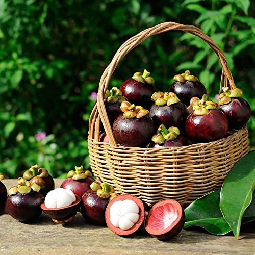 Mangosteen Samen,Obst Frisch,Bonsai Baum,Obst Samen,Baumsamen Pflanzen Bodendecker Samen Winterhart,Zimmerpflanzen Topf Pflanze,Bonsai Baum Garden 15 Pflanzensamen(Violett) von BRKENT