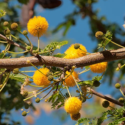 Mimosen Pflanzen Samen Blumen Gartendeko Für Draußen Stauden Winterhart Mehrjährig Kletterpflanzen Wildblumensamen Mimose Herbst Deko Blumen Balkon Eschenke Für Gartenfreunde Balkonpflanzen 20 Saatgut von BRKENT