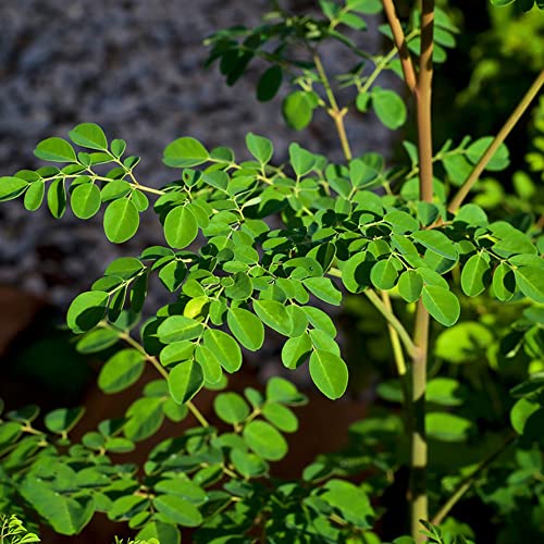 Moringa Samen BäUme Garten Winterhart Gartenpflanzen Bonsai Pflanzensamen Winterharte Pflanzen Aufrechter Wuchs Winterharte KüBelpflanzen Saat Exotische Pflanzen Bonsai Baum 20 Moringa Saatgut von BRKENT