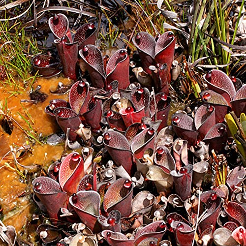 Nepenthes Samen,Fleischfressende Pflanzen,Sukkulenten Echte Pflanzen,Gartenpflanzen, Eisblumen Winterhart Kletterpflanzen Winterhart Schnellwachsend Bio Samen Exotische Pflanzen 250 Saatgut(Rot) von BRKENT