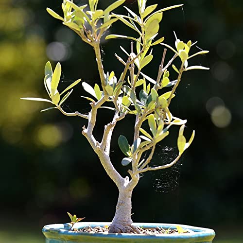 Olivenbaum Winterhart Samen Bonsai Baum Olive Tree SäUlenobst BäUme Garten Winterhart Winterschutz Olivenbaum Obstbaum Frisches Obst Winterharte KüBelpflanzen Garten Baumsamen 30 Olivenbaum Samen von BRKENT