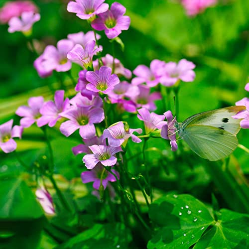 Oxalis Zwiebeln KräUterpflanzen Balkonblumen Blumenzwiebeln MehrjäHrig Winterhart Bodendecker Rosa Gartenblumen Winterharte KüBelpflanzen Blumen Gartendeko FüR DraußEn 10 Oxalis Triangularis von BRKENT