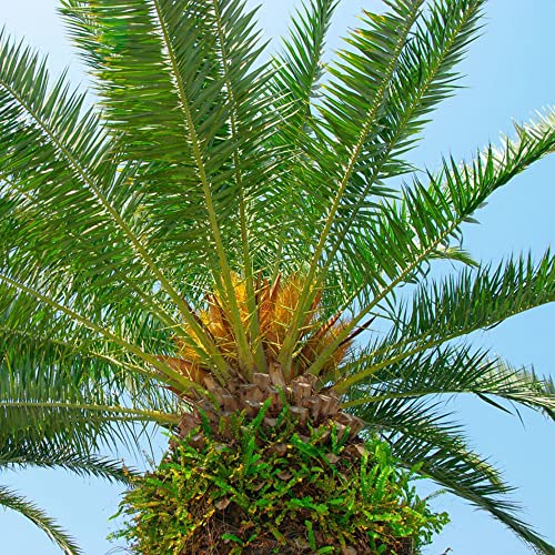 Palmensamen Baumsamen Winterharte Palme Samen - Exotische Pflanzen Samen für Garten und Balkon, draußen zu züchten 50 Stück von BRKENT