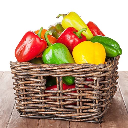 Paprika Samen Gemüse Pflanzen Winterhart Kletterpflanzen Chili Samen Wintergemüse Gartenpflanzen Geschenke Für Gartenfreunde Gemüsesamen Bodendecker Bio Saatgut 500 Jalapeno Samen von BRKENT