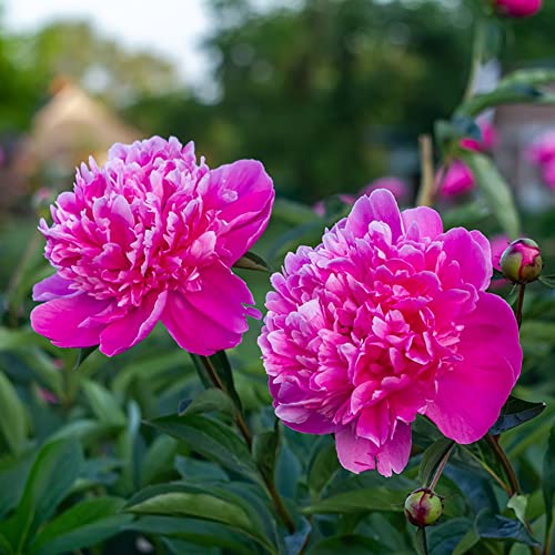 BRKENT Pfingstrosen Netzblatt Pfingstrose Zierlauch Zwiebeln Winterhart MehrjäHrig Blumenzwiebeln Pflanzen Exotische Deko Blumen Balkon Geschenk Garten Gartenpflanzen 4 Knollen von BRKENT