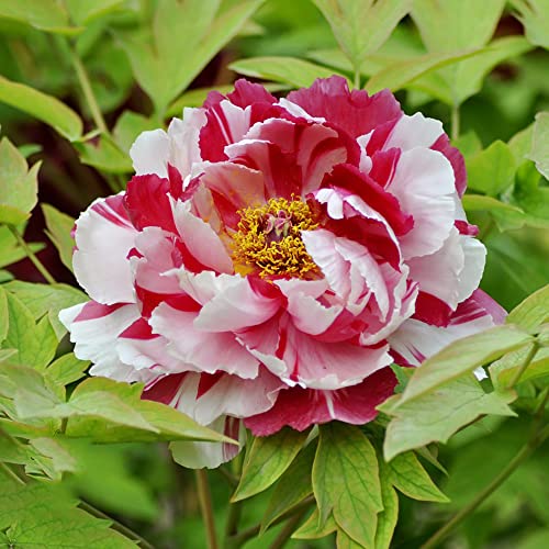 Pfingstrosen Pflanzen Winterhart Pfingstrose Blumenzwiebeln Blumen Zierlauch Zwiebeln Winterhart MehrjäHrig Pfingstrosen Knollen Balkon Blumen Gartendeko FüR DraußEn Gartenblumen 2 StüCk (Weiß Rot) von BRKENT