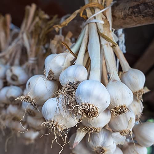 Pflanzknoblauch Balkon GemüSe Elefantenknoblauch WintergemüSe KräUtergarten Geschenk GartenkräUter Knoblauch Pflanzen Frisch Gartenpflanzen Winterhart MehrjäHrig Zwiebeln Frisch 2 Steckknoblauch von BRKENT