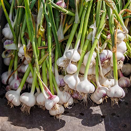 BRKENT Pflanzknoblauch Winterknoblauch GemüSe KräUtergarten Balkon Knoblauch Pflanzen GemüSepflanzen Balkonpflanzen Zwiebeln Winterharte Stauden Frisch KüChe 4 Steckknoblauch, Weiß von BRKENT