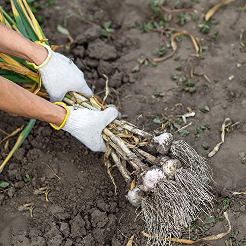 Pflanzknoblauch GemüSepflanzen KräUter Pflanzen Knoblauch Pflanzen Exotische Elefantenknoblauch Steingartenpflanzen Winterhart Elefanten Knoblauch Frisch GemüSe Garten Geschenk 3 Steckknoblauch von BRKENT