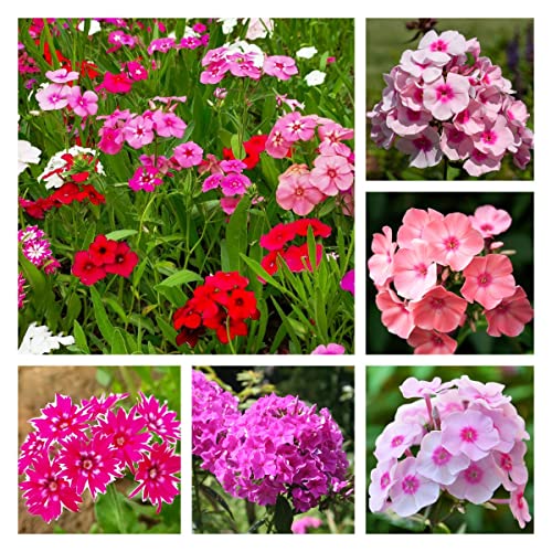 BRKENT Phlox Stauden Winterhart Samen Pflanzen Blumensamen MehrjäHrig Gartendeko FüR DraußEn Wildblumensamen Bodendecker Deko Blumen Gartenpflanzen Schmetterlingsgarten Winterharte 100 Saatgut von BRKENT